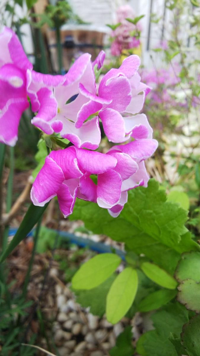 3月下旬から咲き始めた、日本桜草（華錦）です。花はリバーシブル中は薄いピンクです