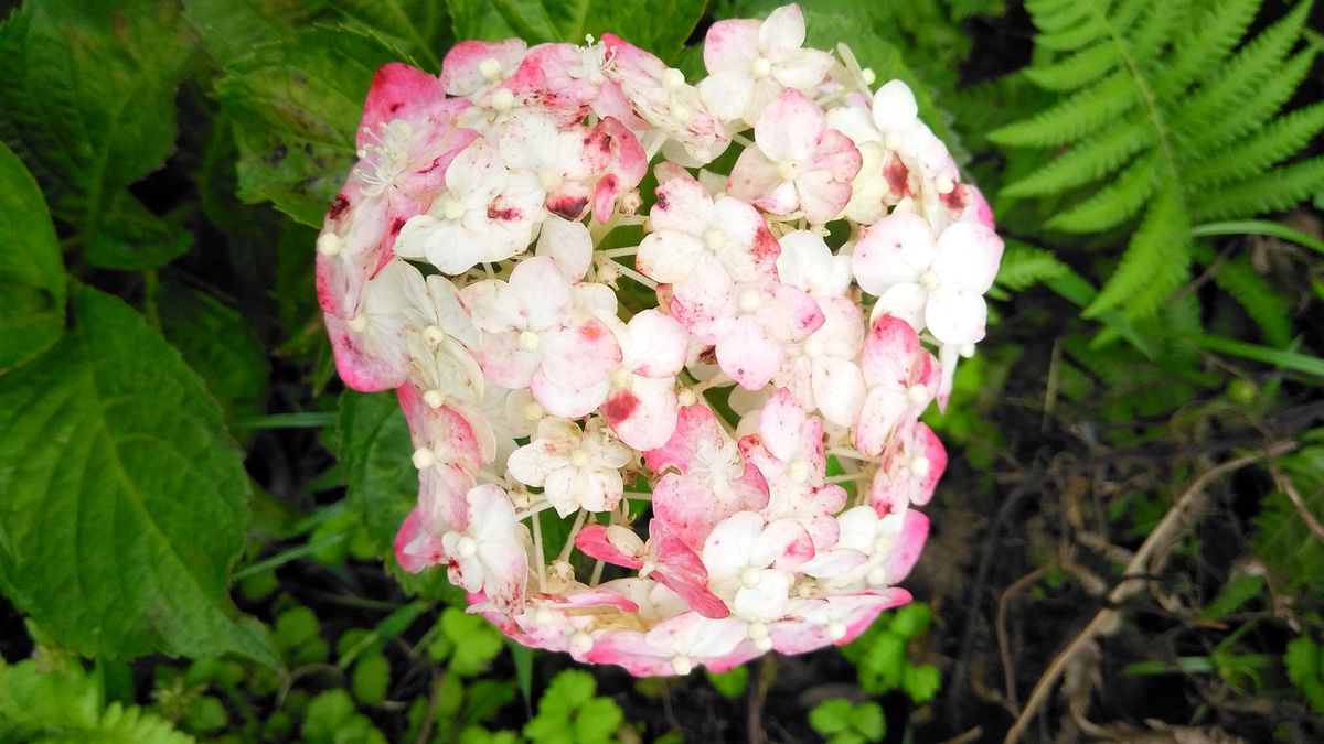 紫陽花 初めは白で赤く染まって来ます