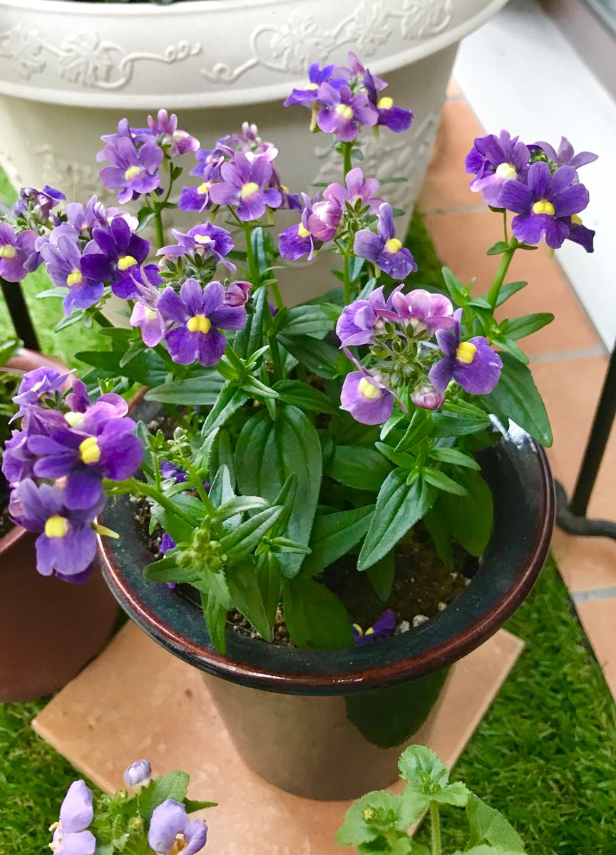 今日のお花は、紫色のネメシアです🌸