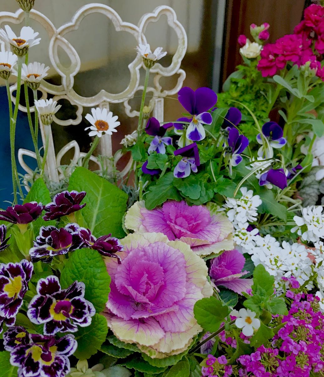 寄せ植え💐ごちゃごちゃしていますが 綺麗に咲いています🧚‍♀️