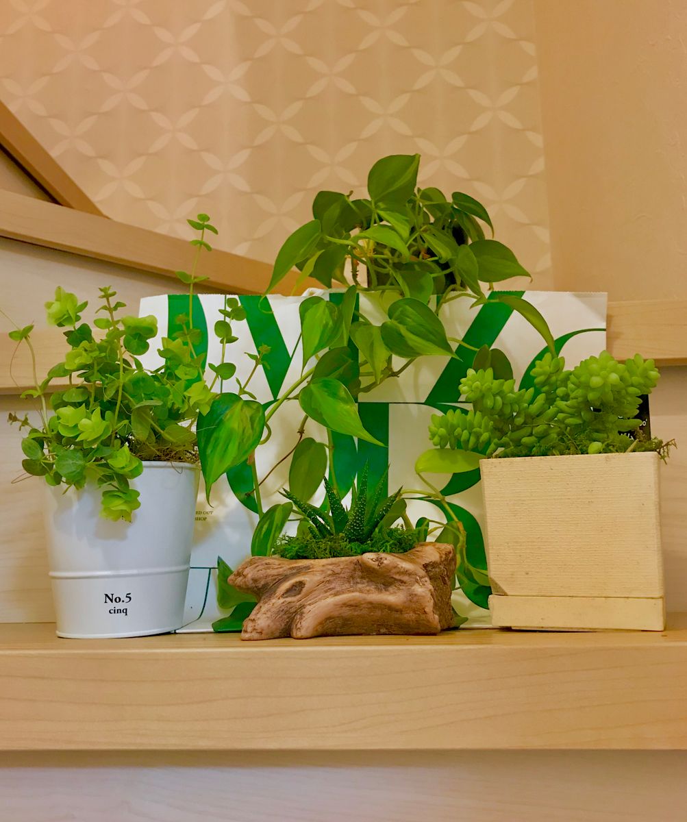 多肉植物、ポトス、オレガノ🌿 緑が綺麗です、階段に置いて撮って 見ました🌵