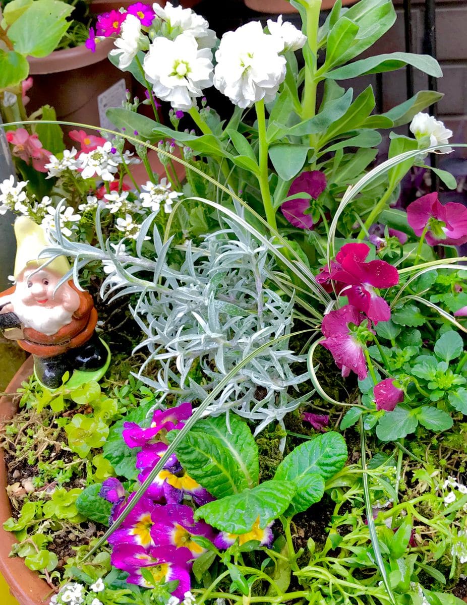 寄せ植え🌸 手前のセダム達の所にストック、パンジー ジュリアンなどを寄せ植えしてい