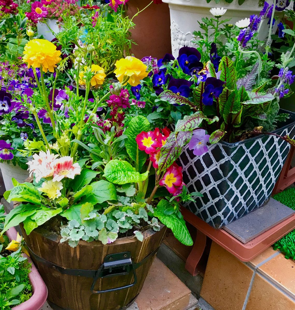 玄関の寄せ植え🌸