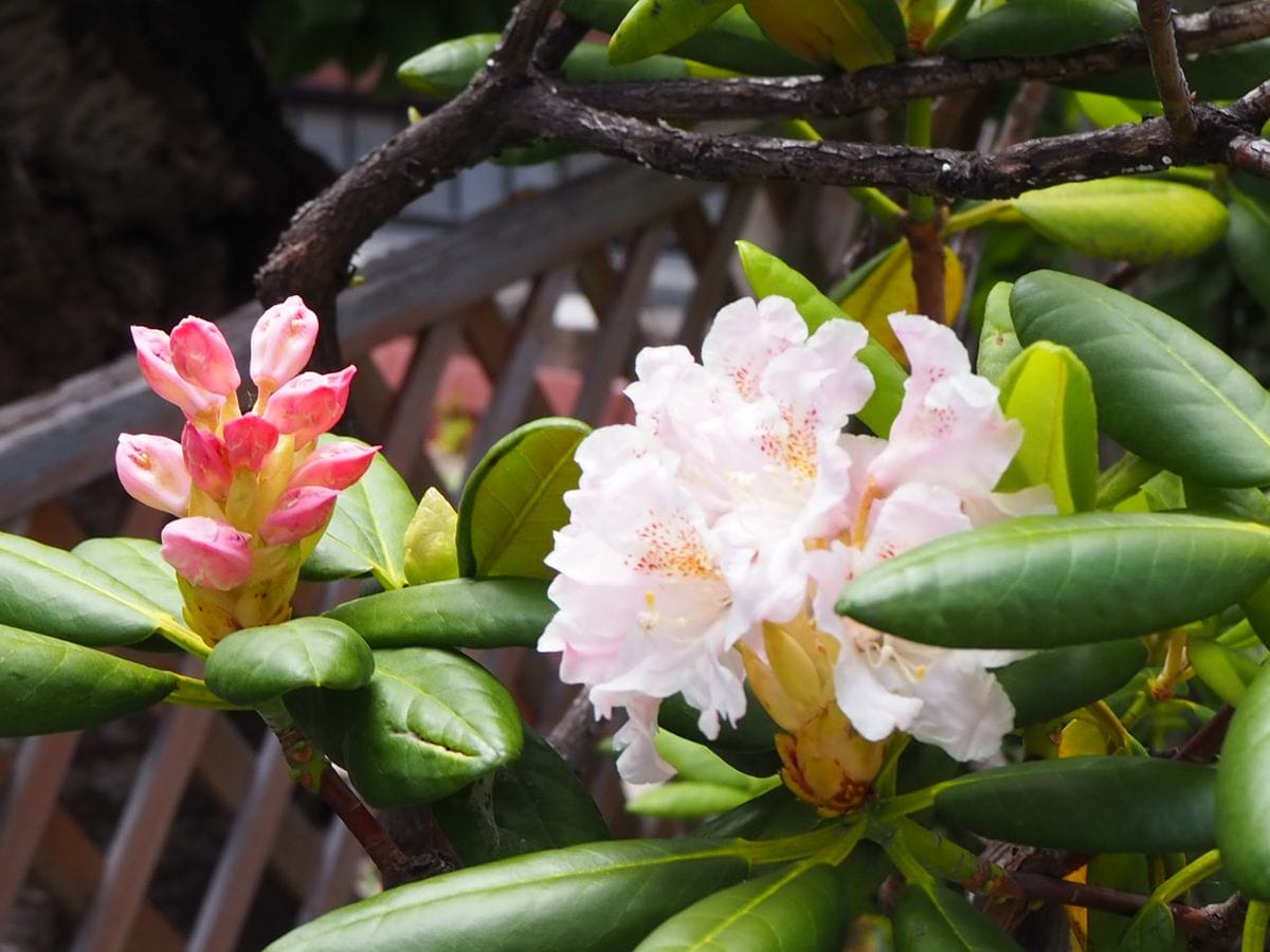 何とかシャクナゲの花が開きだしました。植物は時期になればちゃんと咲きますね～！