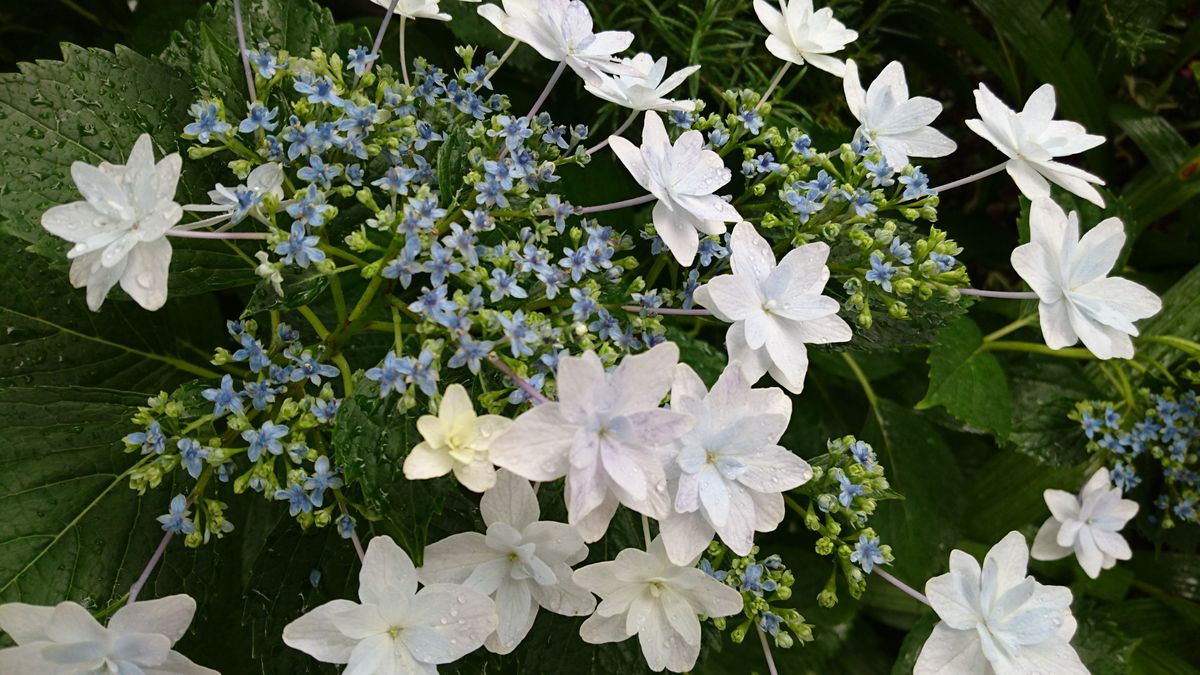 アジサイ  墨田の花火