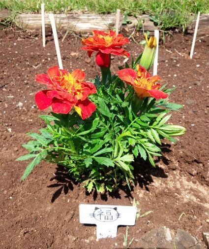 ゆいの花公園にて マリーゴールドを植え付け♡