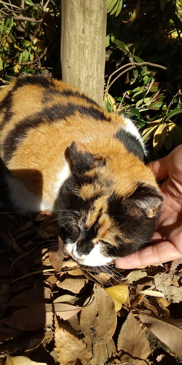 2023/1/1 いつも行く神社の所にいた猫 私が触ると逃げる😅主人が触っても逃げないの😤ナ