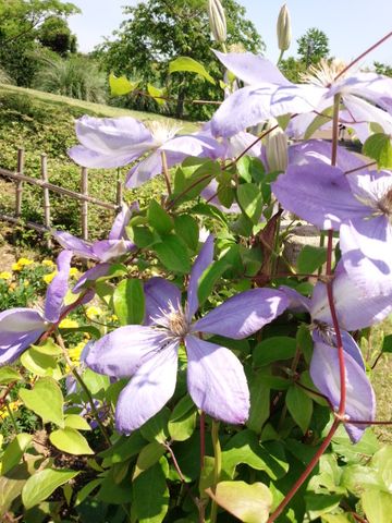 ゆいの花公園 鉄仙(テッセン)漢字で書いてありました