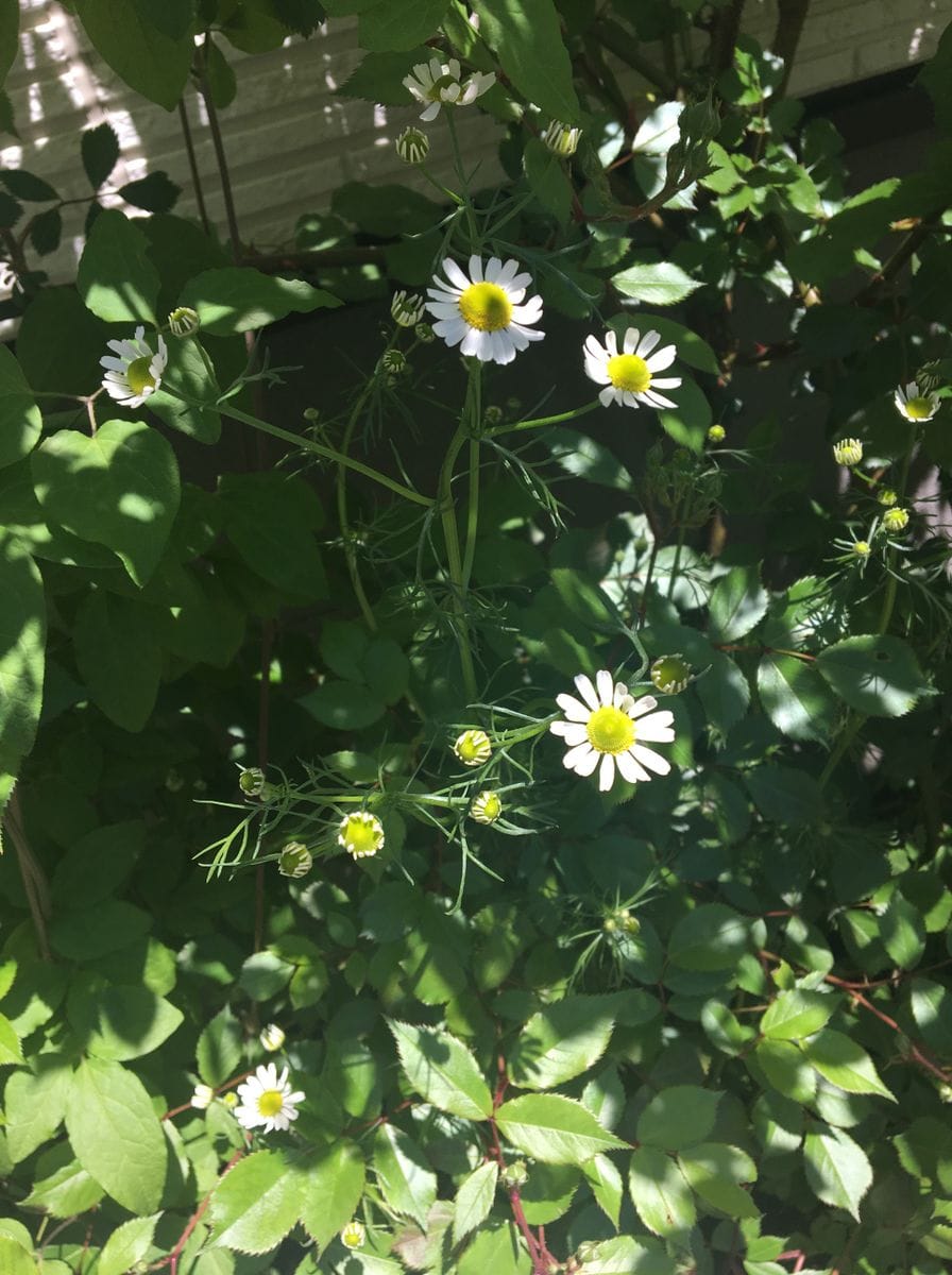 こぼれ種のカモミール バラの側のせいか草丈がものすごい勢いで成長しています