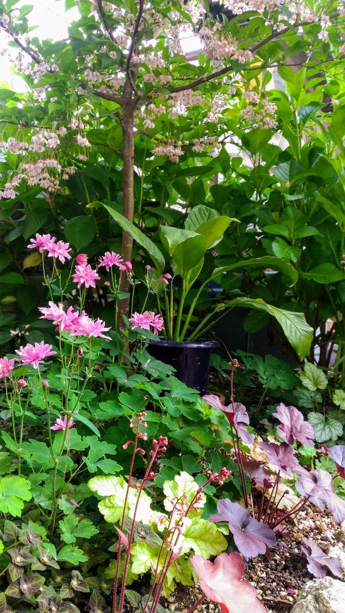 エゴノキの写真 by お庭でティータイム ピンクのエゴノキ 満開！！！