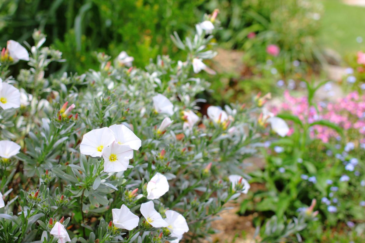 コンボルブルスの写真 by お庭でティータイム コンボルブルス たくさんの花が咲き始め