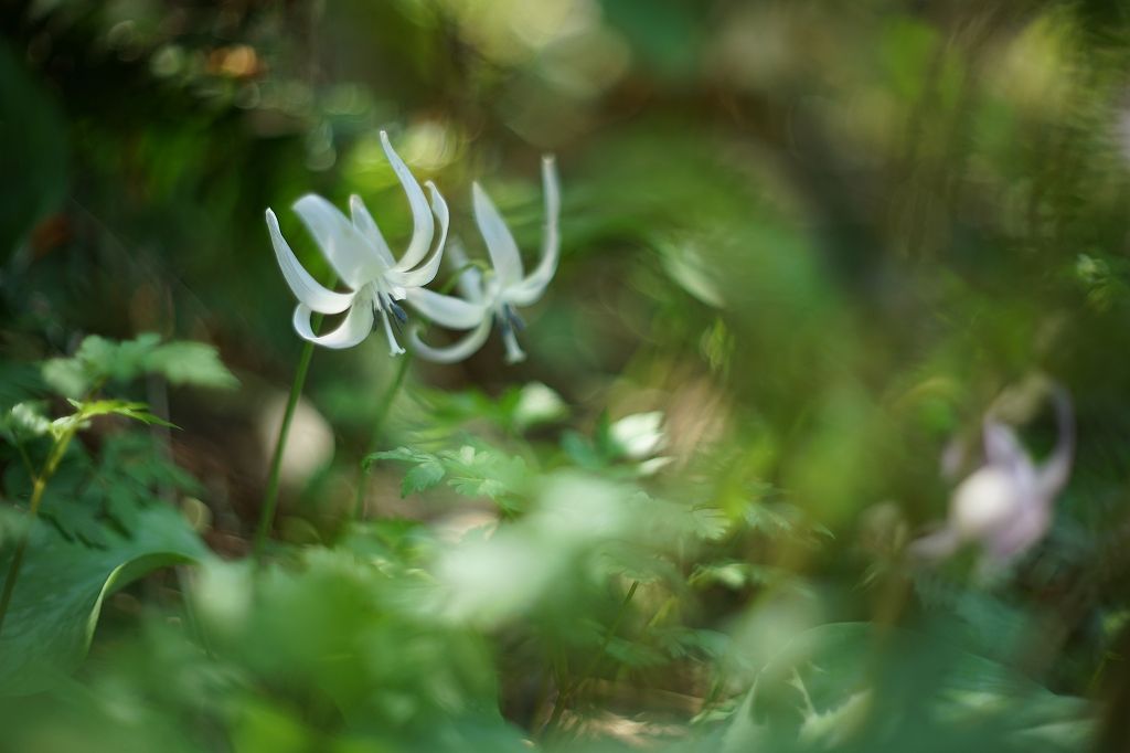 カタクリの写真 by stockton 白花のカタクリが２輪♪