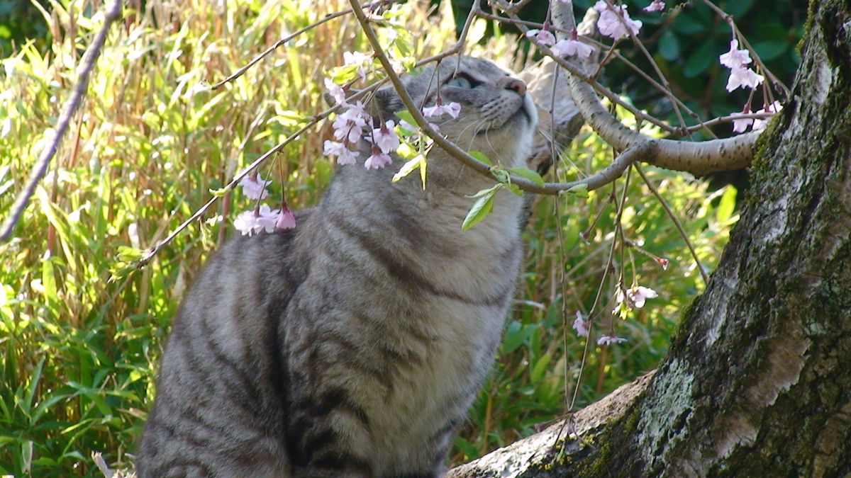 花をめでる。  猫も杓子も…