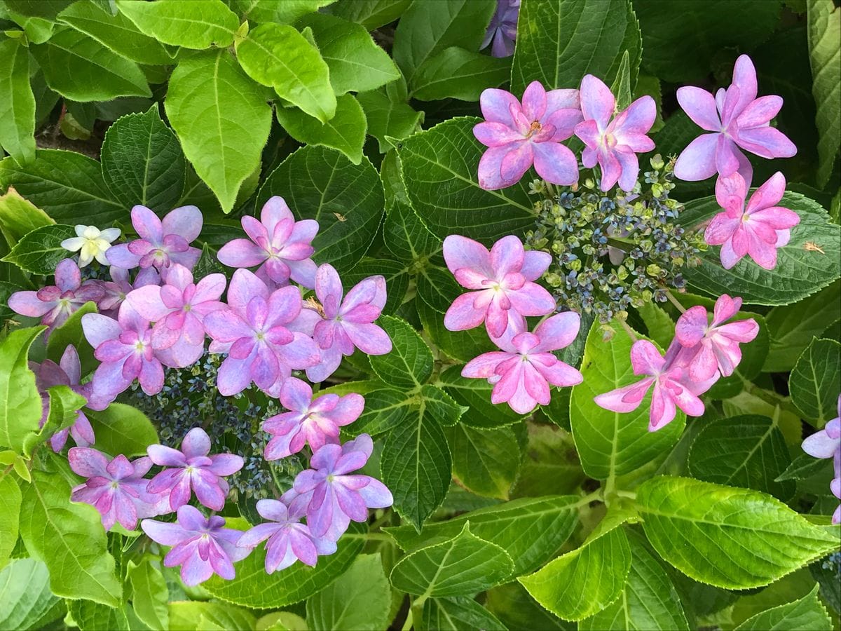 ダンスパーティーと言う紫陽花です。まさに華麗なダンスを踊っているような美しい紫陽