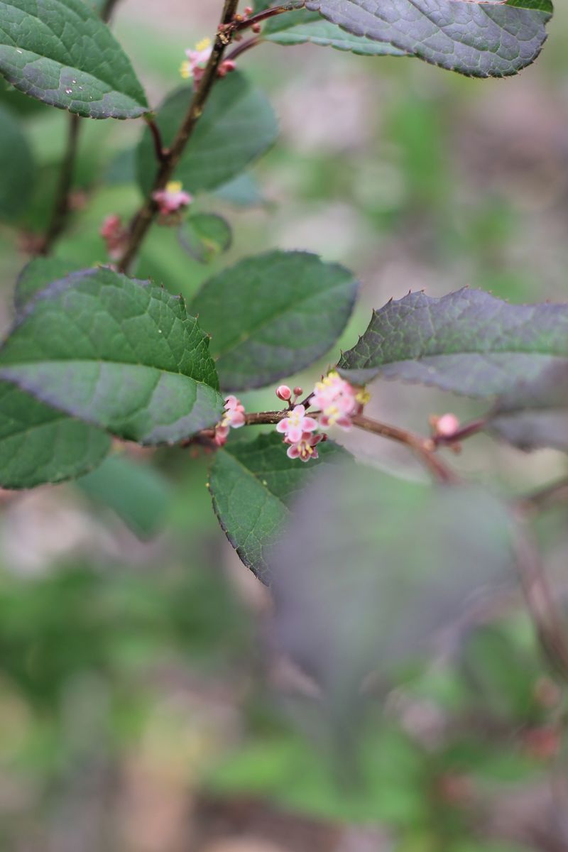 ウメモドキの写真 by むぎはな ウメモドキ 【梅擬】 5/26