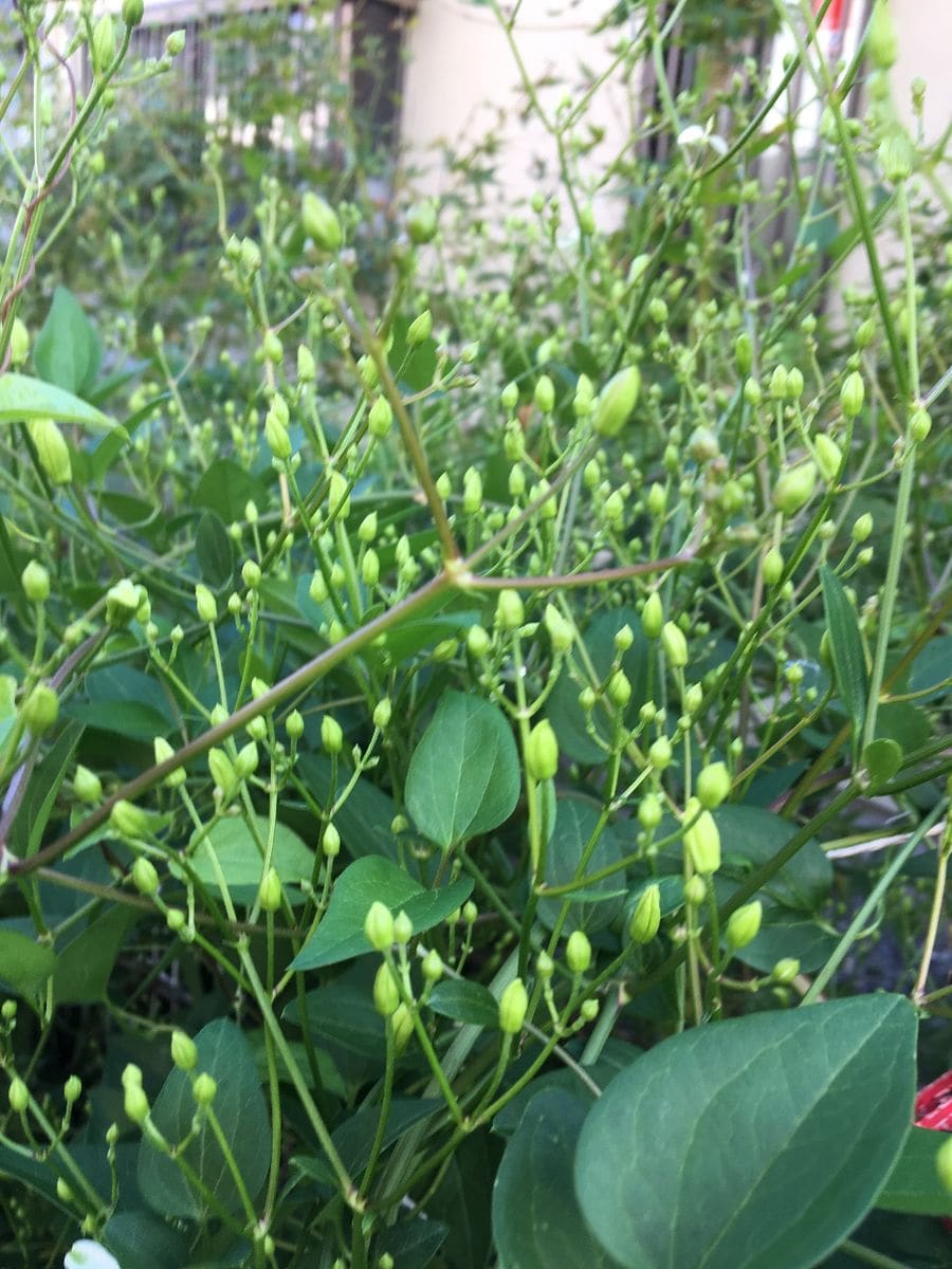 仙人草のツルで覆われた幅3mの花壇。 ジャングル状態で困ったなぁと思っていた………のは