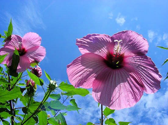 タイタンビカス。  大きな大きな大きな花です。冬、地上部は枯れても翌春また芽吹くの