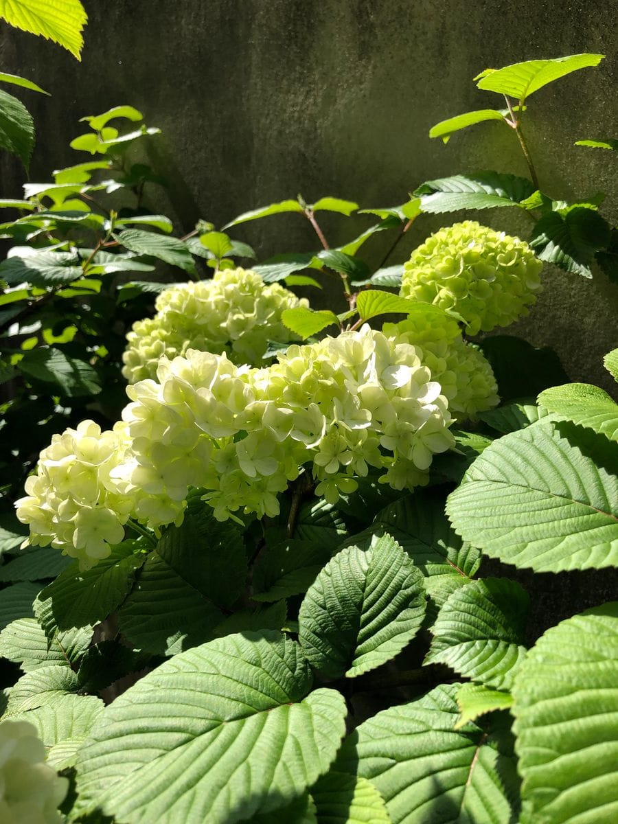 オオデマリ💚 日差しを浴びて…