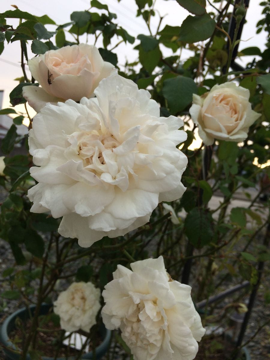 バラ マダム アルフレッド キャリエール グランモゴールが咲いた朝です 5月18日 のアルバム みんなの趣味の園芸