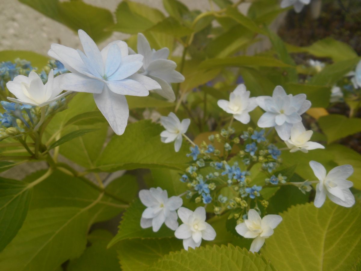 あじさい墨田の花火