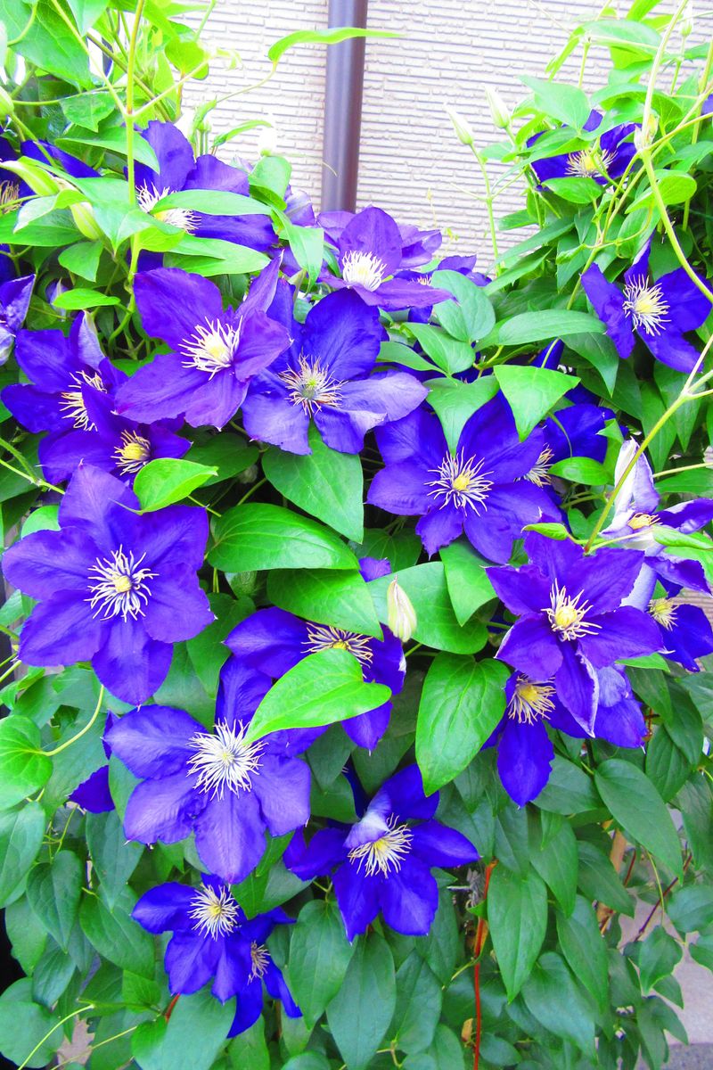 川の流れのように、花咲き乱れる