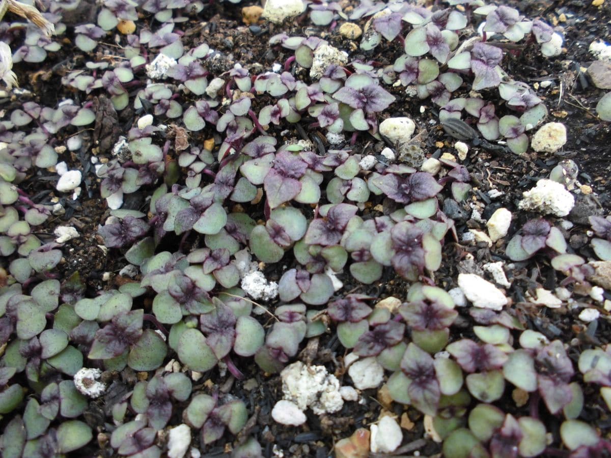 赤紫蘇の芽が沢山。去年のこぼれ種がこんなにでてくるとは・・・