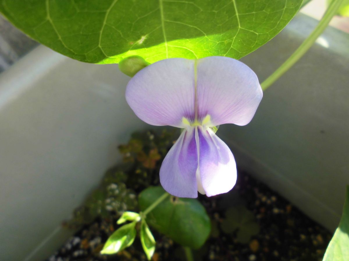 プランターに蒔いたササゲの花が咲きました。