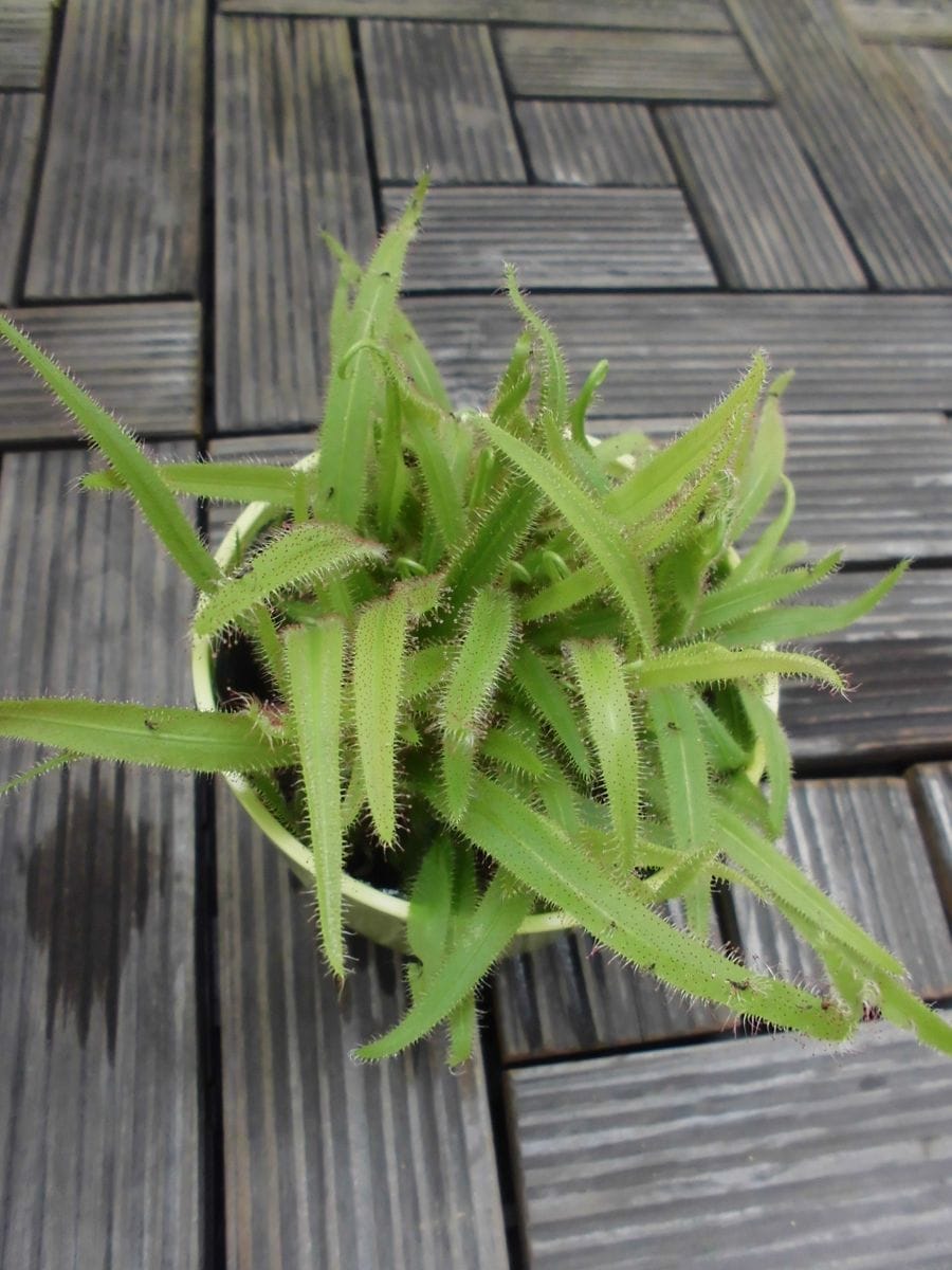 モウセンゴケも仲間入り！食虫植物です。