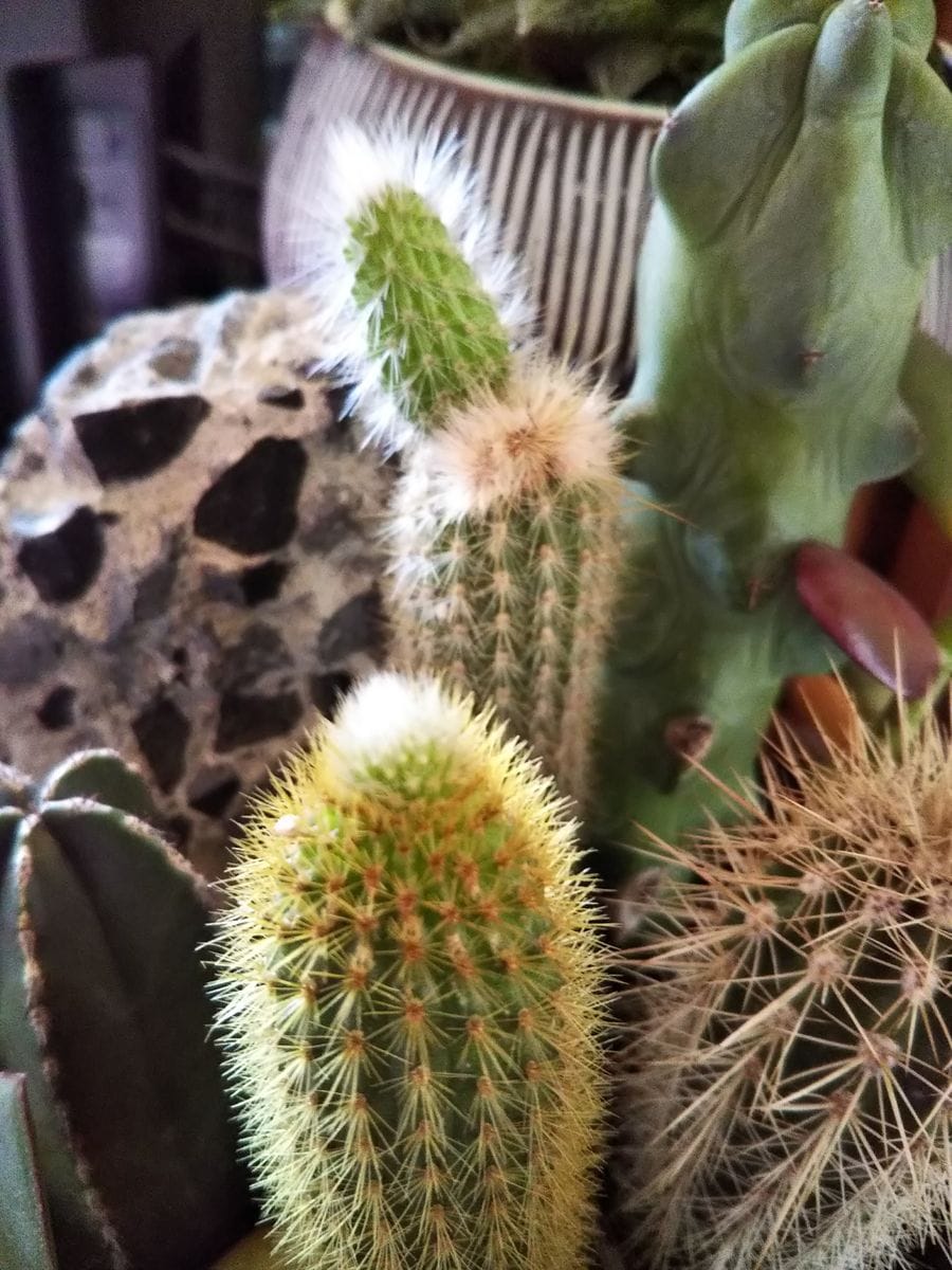 手前の柱🌵にも頭に何か出てきた😲