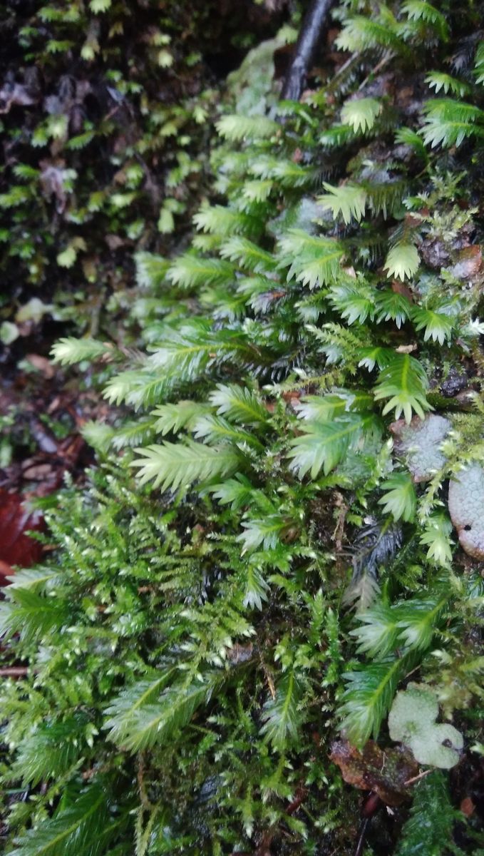 ホウオウゴケ 鳥の羽の様できれいです。  コケの写真を撮るのが好きなので、近くの山