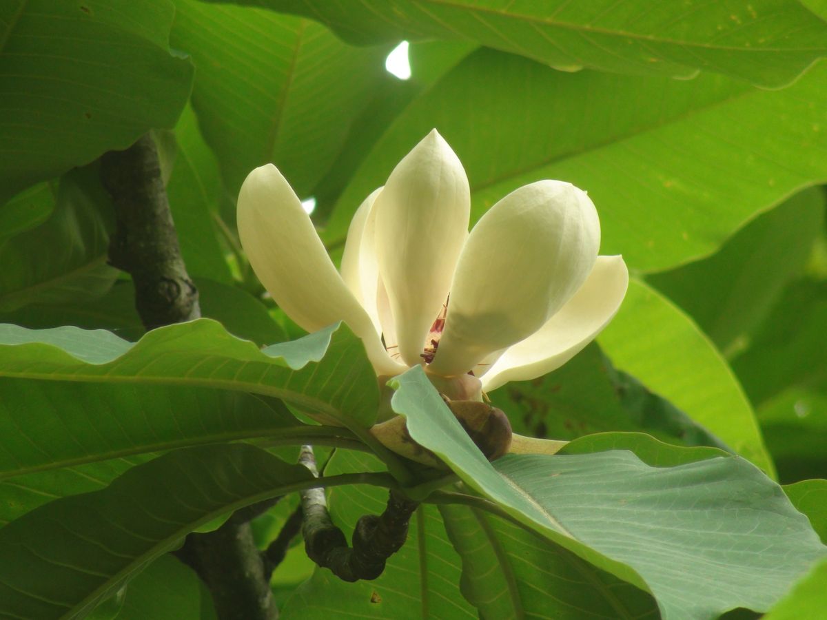 朴の花２ 木の下に行くと、甘く、優しい香りが風に乗って鼻をくすぐります。小鳥のさ