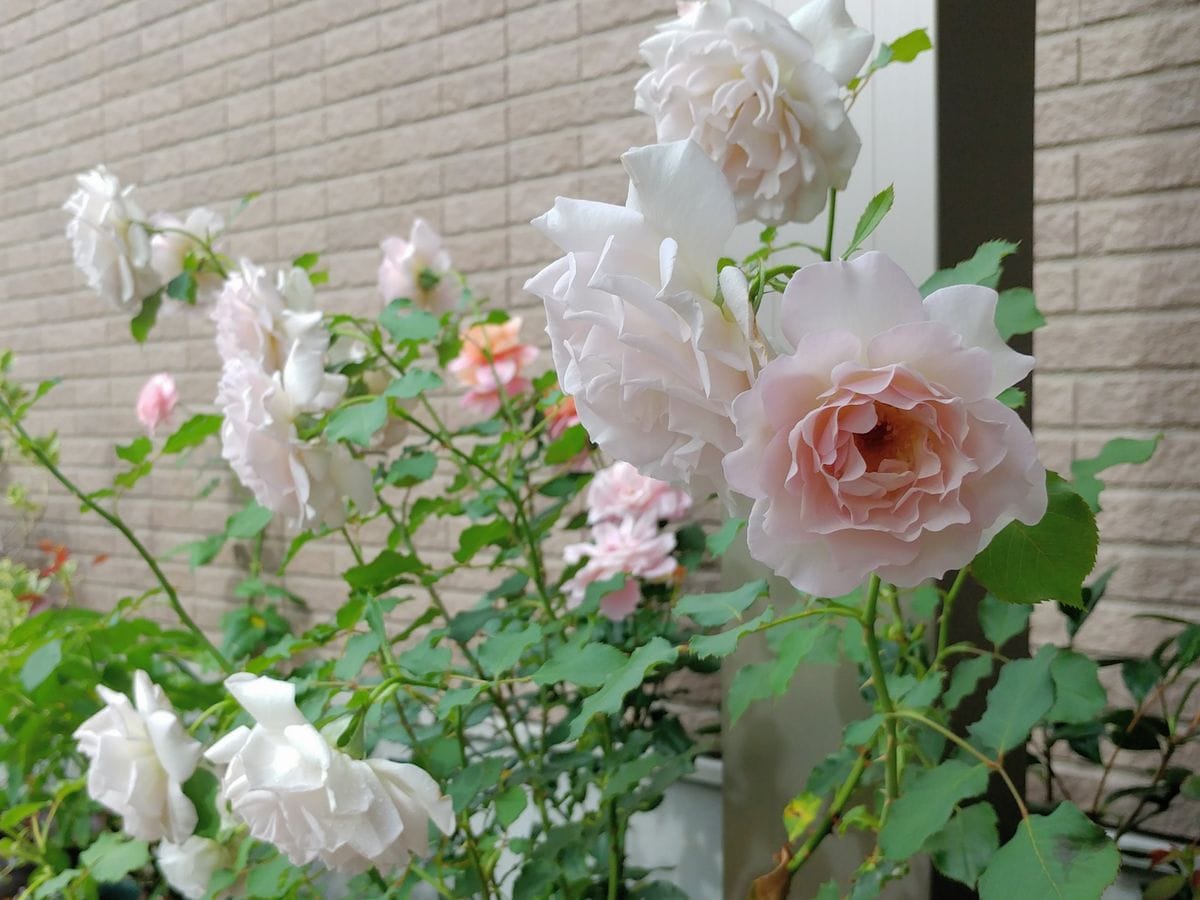 ニューウェーブ２番花 庭のバラ のアルバム みんなの趣味の園芸