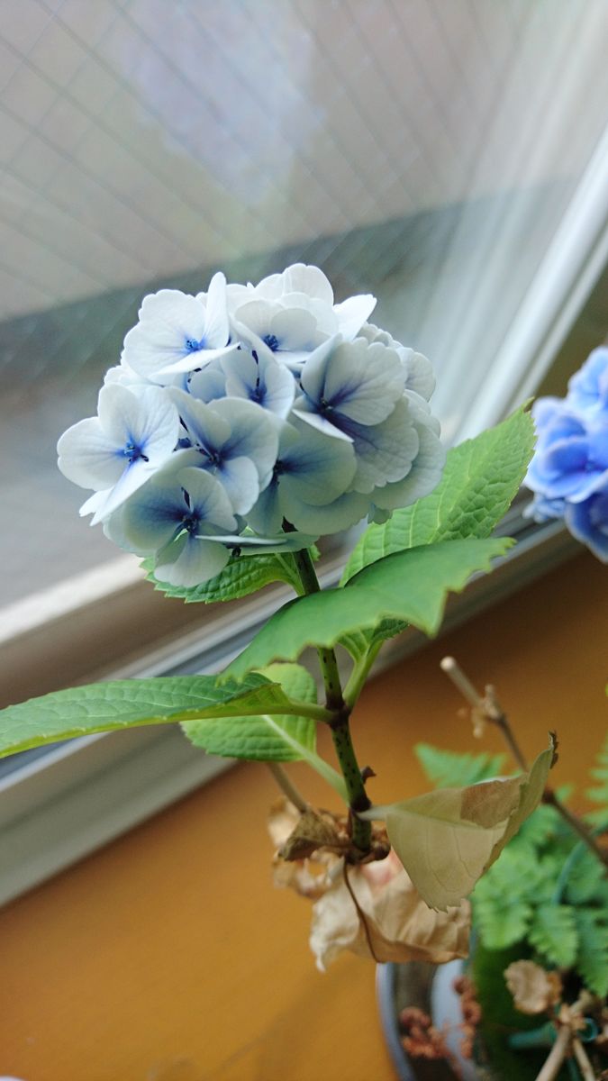 鉢植えアジサイのモナリザの、小さいお花。青い部分が少なくて、白っぽい配色の変わり