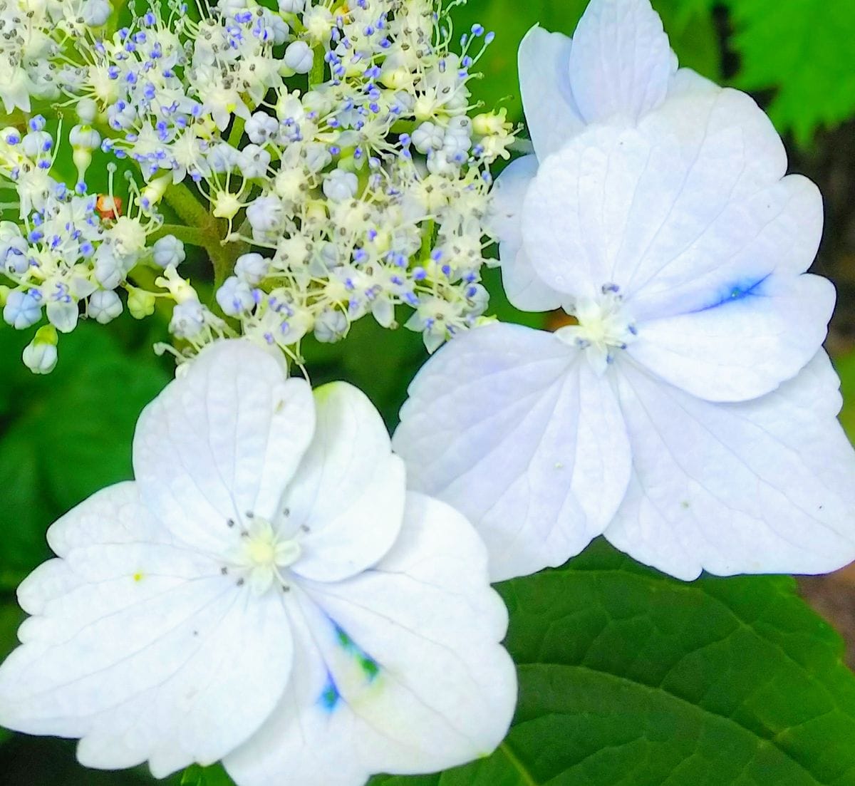 ヤマアジサイの写真 by jictenko 山紫陽花装飾🥀花💙