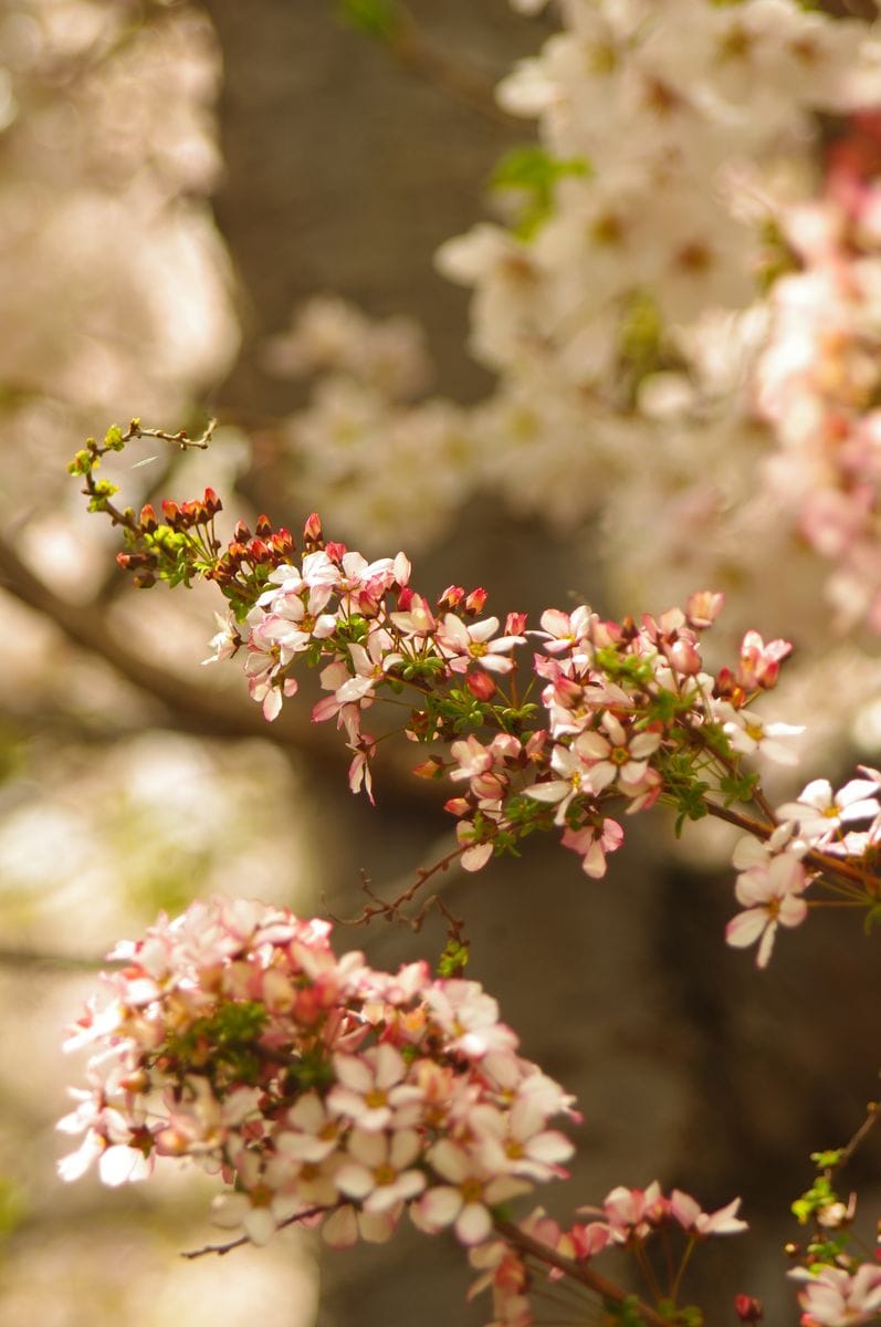 ユキヤナギの写真 by チエ吉 桜の降る庭② 桜を見上げるピンクのユキヤナギ。