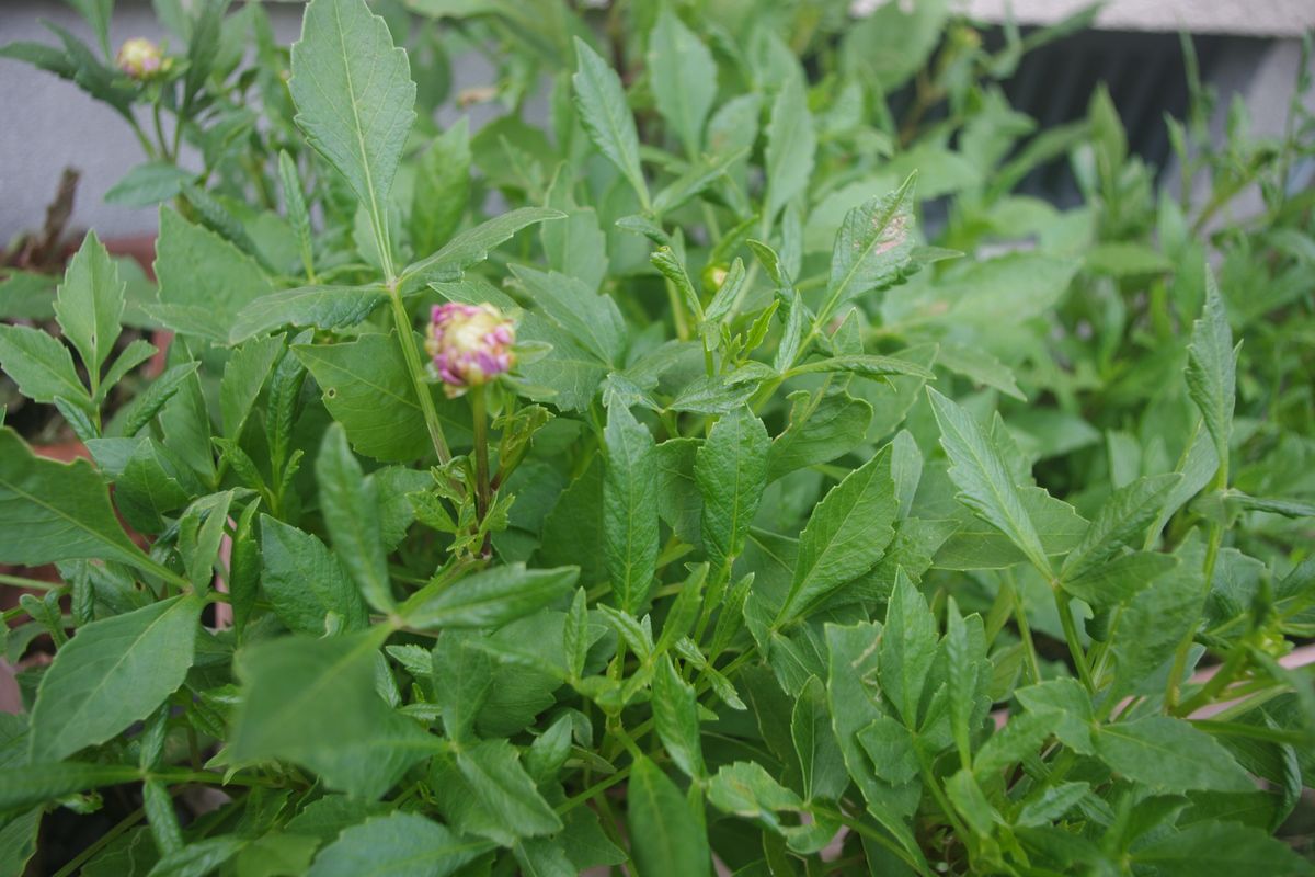 ダリア 梅雨に痛んだダリアを挿し芽しました。 挿し芽でも花が咲くものですね。