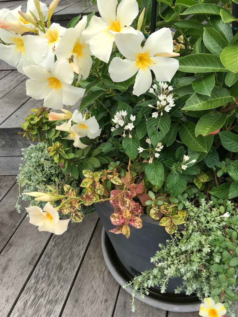 ハワイのレイの花ですね。 プルメリア 池袋の屋上庭園