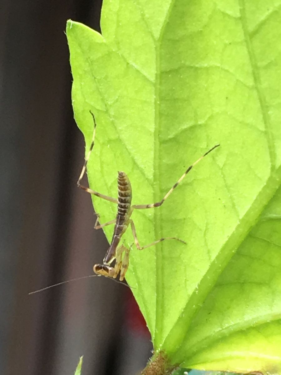 ハイビスカスとちびっこカマキリ  ずっと葉っぱの裏にいます。 敵に見つからないよう