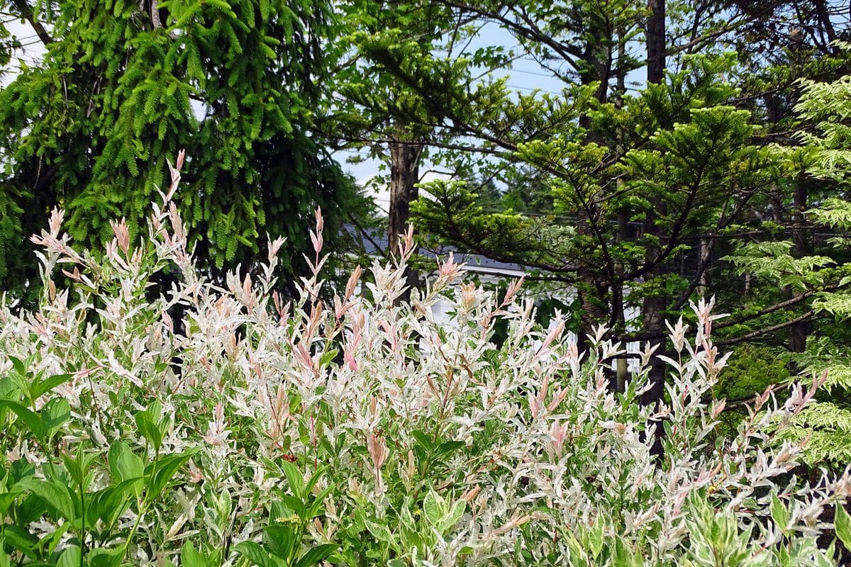 ネグンドカエデ‘フラミンゴ’ （カエデ科カエデ属） 撮影地：軽井沢千住博美術館・カラ