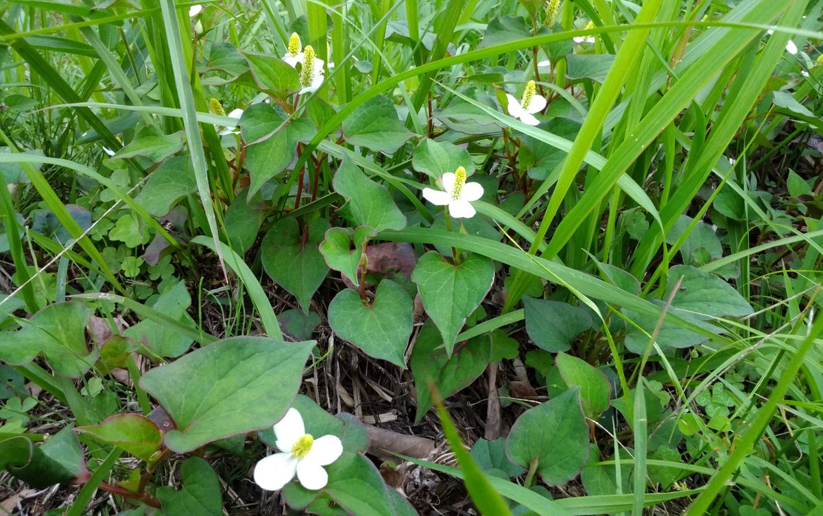 ドクダミの写真 by 紀州犬 ドクダミの花が咲いています。