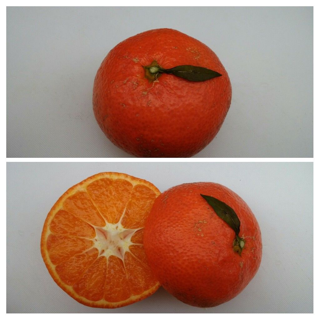 小原紅早生ミカン🍊  金時紅ミカン   温州ミカン🍊よりも皮の色が赤い！ 地元の特産品