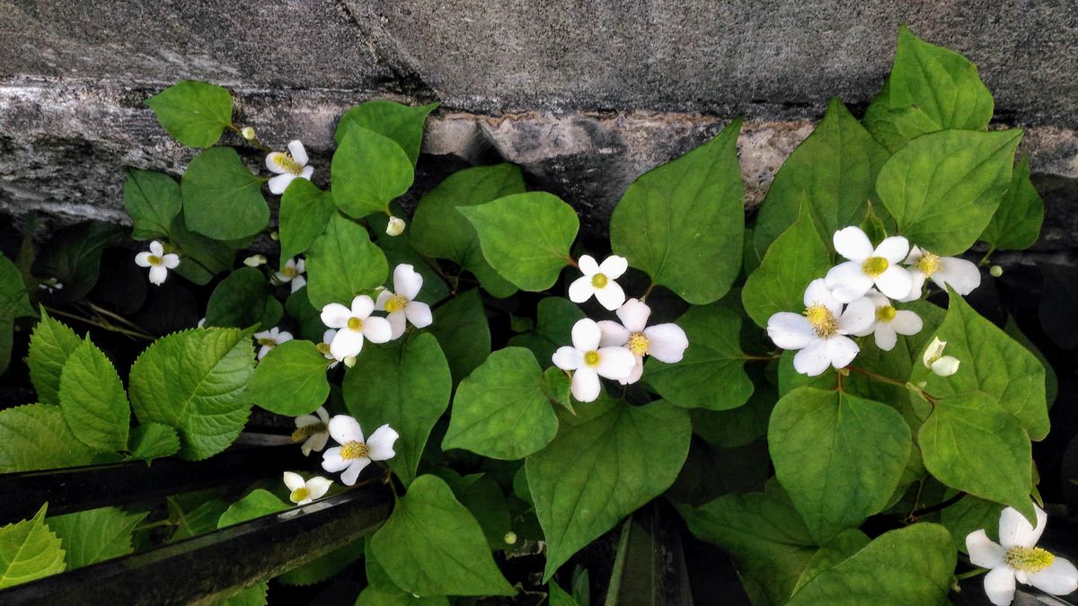 ドクダミの写真 by お庭でティータイム 十薬 白い花が咲いてる姿は好きなんだけど・・