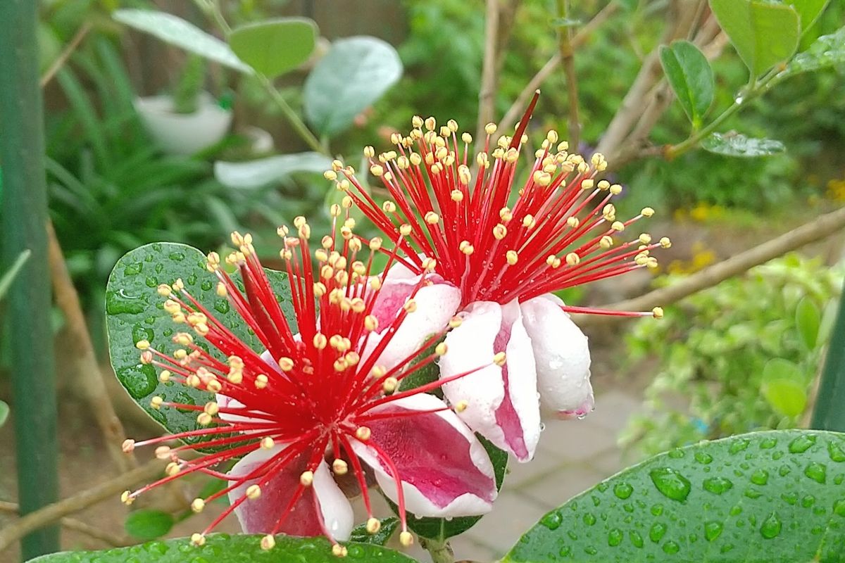 フェイジョアの写真 by お庭でティータイム フェイジョア 今年の花は迫力あります (^_