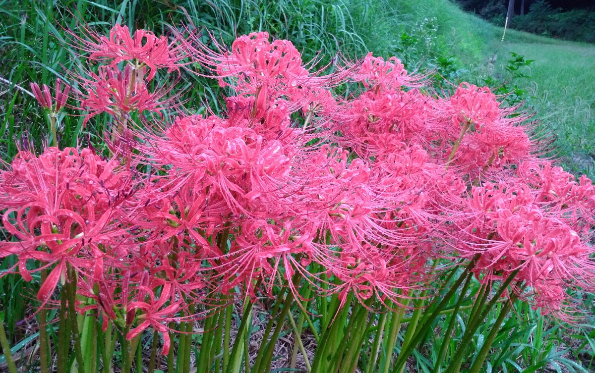 彼岸花  別名マンジュシャゲ  ☔雨に濡れる彼岸花