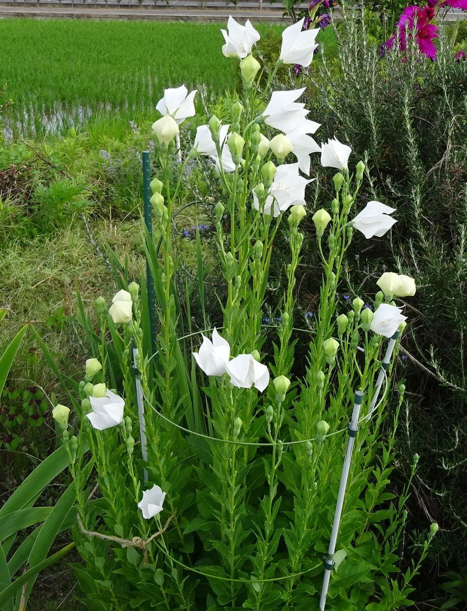 畑の白キキョウ あんどん支柱から逃げ ２０１８年 夏の庭 ６ ８月 のアルバム みんなの趣味の園芸