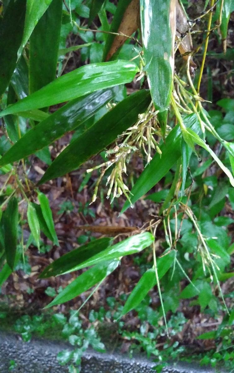 ハチク竹の花