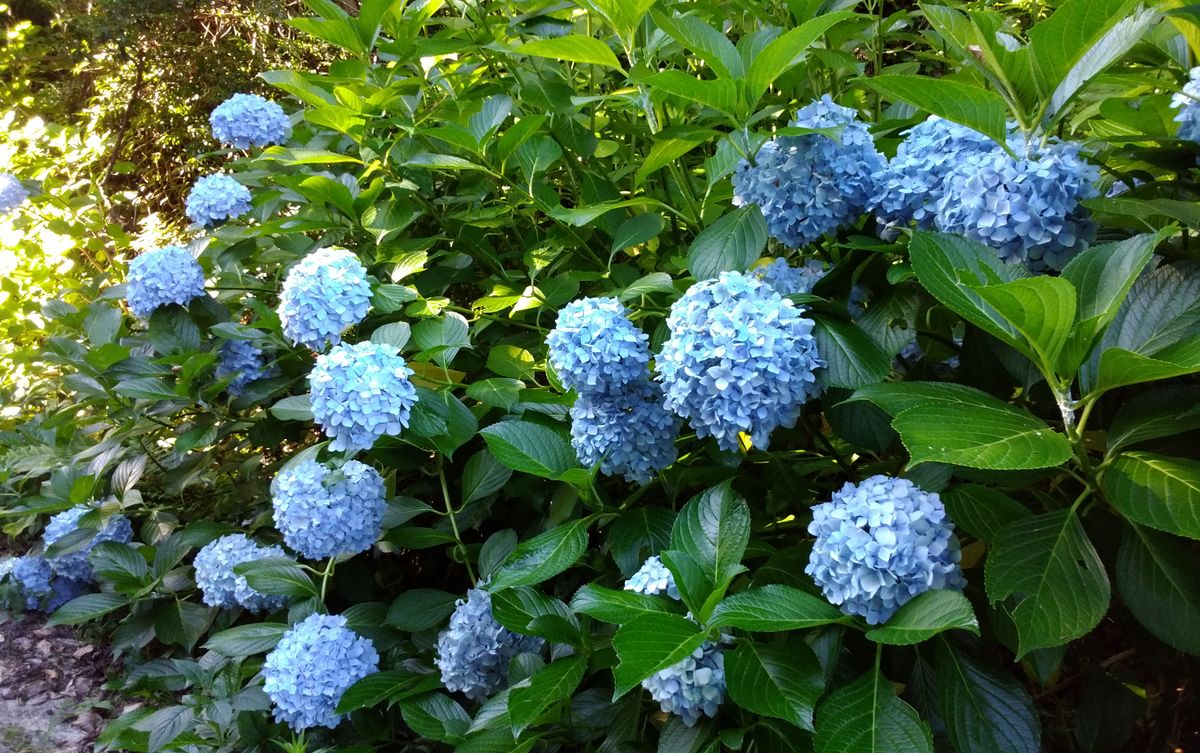 アジサイ  路肩に挿し木をした紫陽花に花が咲いています！