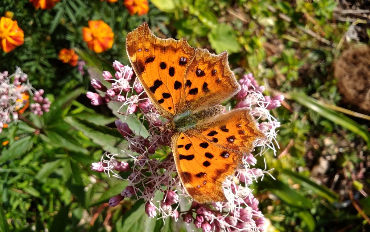 フジバカマにキタテハ  今日は日中が暖かいのでキタテハが蜜を求めて飛んでいました！