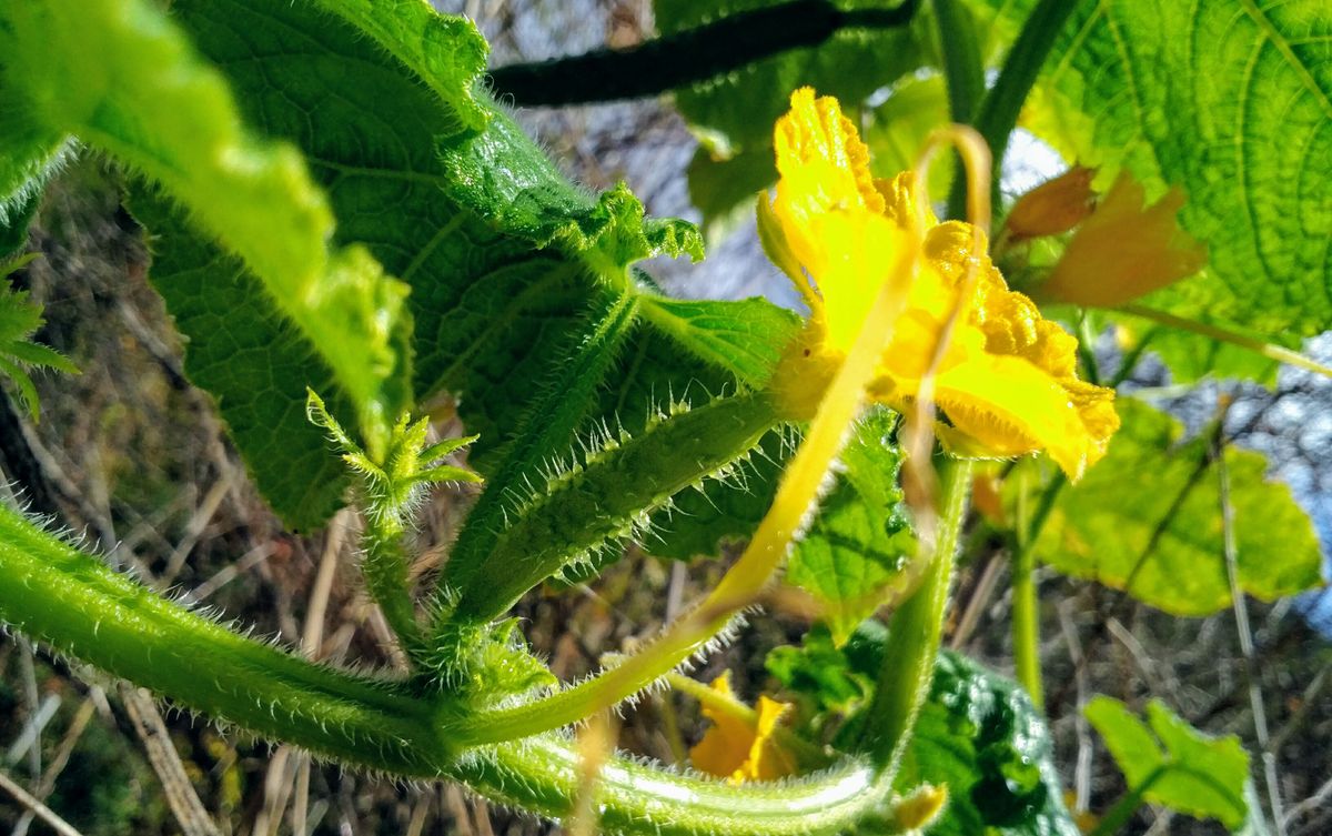 「キュウリ」 ウリ科  雌花  頑張っています！ 実が大きくなるかなぁ～？