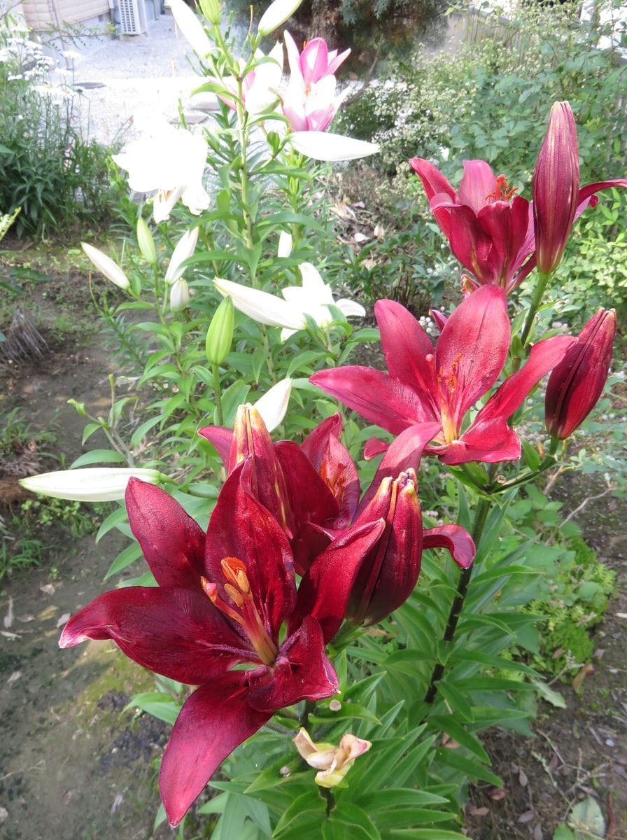 2018.6.25 ユリの花、いい香り～